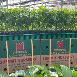 GIONG-CHANH-DAY-SUMMIT