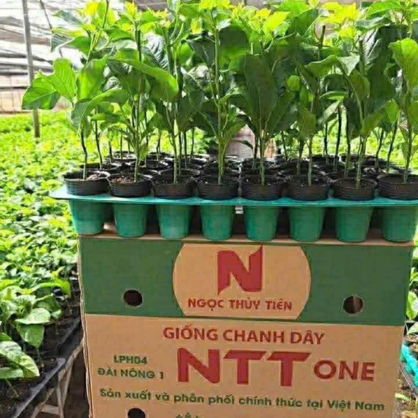 Giống Chanh Dây NTT ONE - Công ty SX và TM Ngọc Thuỷ Tiên