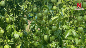 Bo-re-chanh-day-1-thang-tuoi