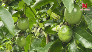 Bo-tri-gay-hai-cho-hoa-chanh-day