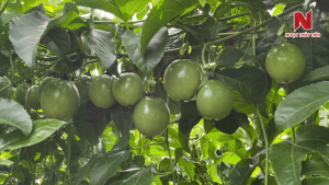 Bon-phan-gi-de-chanh-day-dau-trai