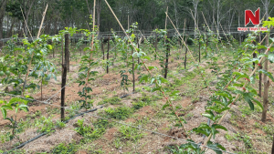 Cay-chanh-day-trong-day-hay-thua