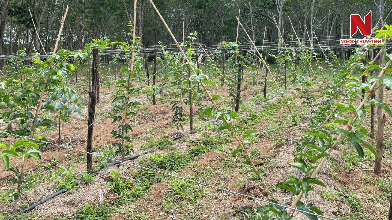 Cay-chanh-day-trong-day-hay-thua