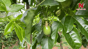 Chanh-day-thieu-kali