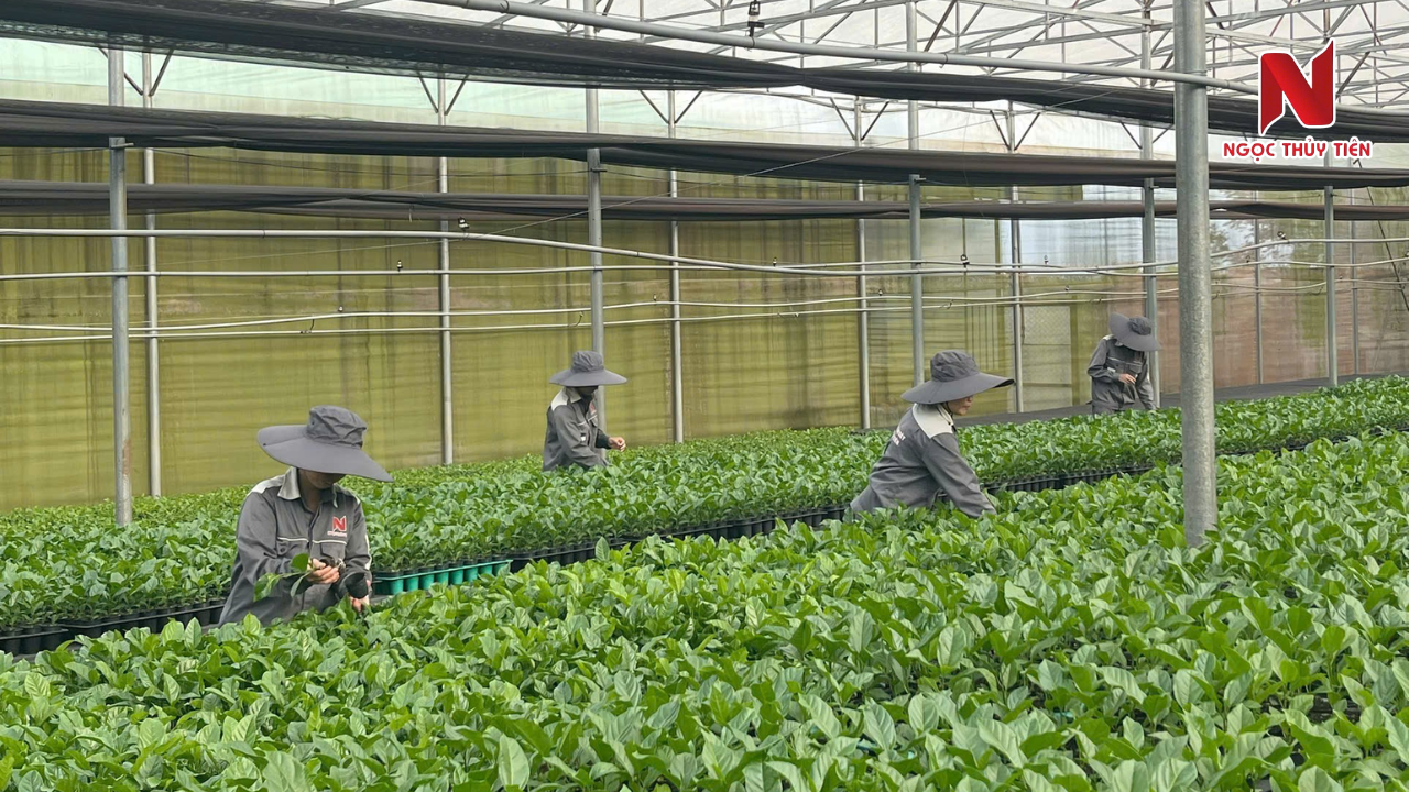 Mua-Cay-Giong-Chanh-Day