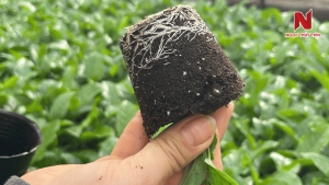 Re-chanh-day-lan-rong