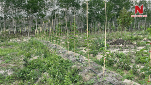 Trong-chanh-day-xen-vuon-ca-phe