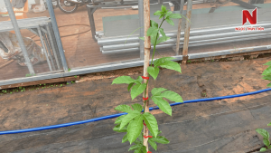 chanh-day-1-thang-tuoi