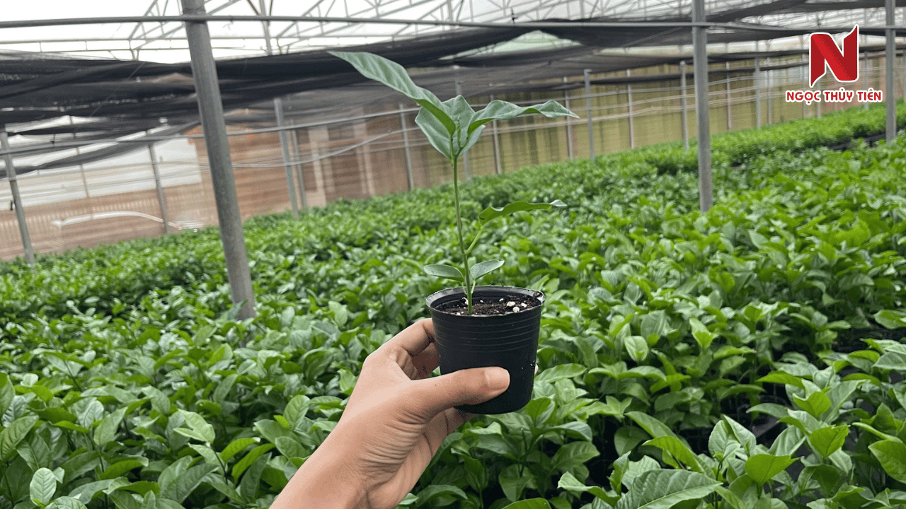 cach-trong-chanh-day