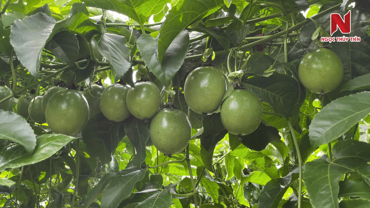 giu-nhieu-trai-tren-1-day-chanh-day