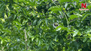 dinh-duong-giup-chanh-day-dau-trai