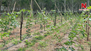 tuoi-soc-nuoc-chanh-day