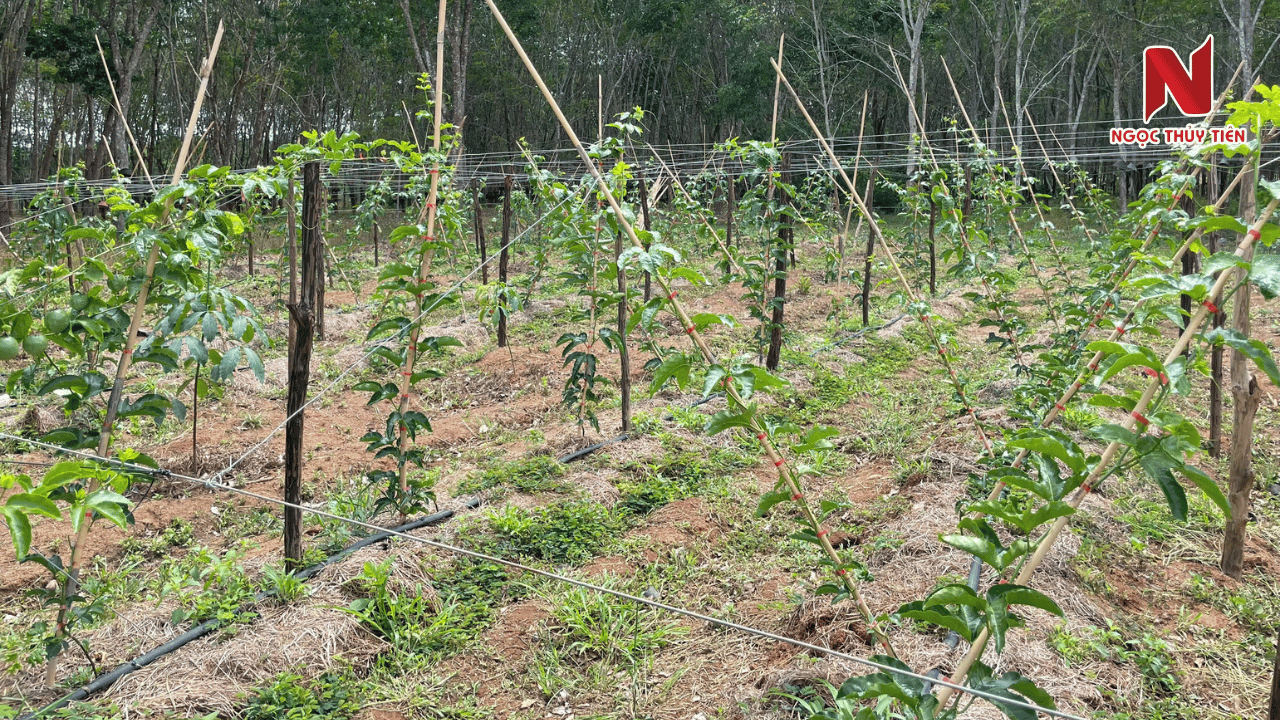 tuoi-soc-nuoc-chanh-day