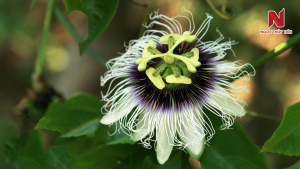 chanh-day-dang-ra-hoa