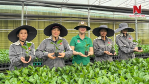 mua-giong-chanh-day-o-dau