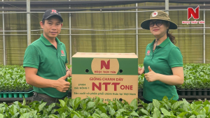 tieu-chuan-chon-cay-giong-chanh-day