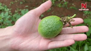 trai-chanh-day-bi-den-hat