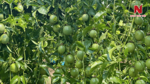 trai-chanh-day-bi-den-hat