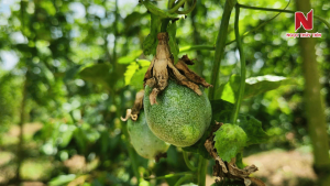 trai-chanh-day-khong-tron-deu