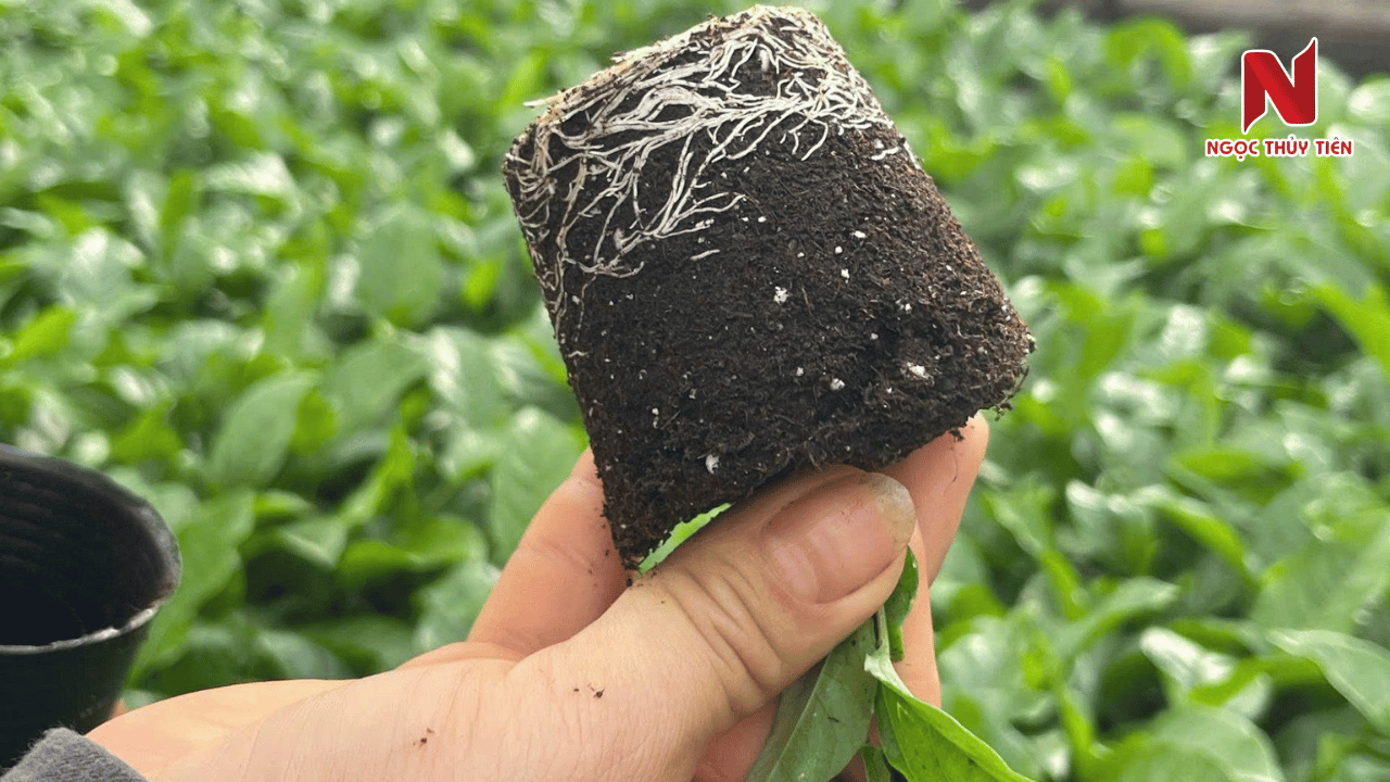 tu-van-ky-thuat-trong-chanh-day