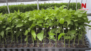 vuon-chanh-day-that-bai