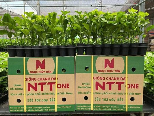 Giong-chanh-day-nao-tot-nhat