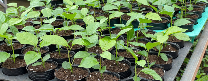 cach-trong-chanh-day